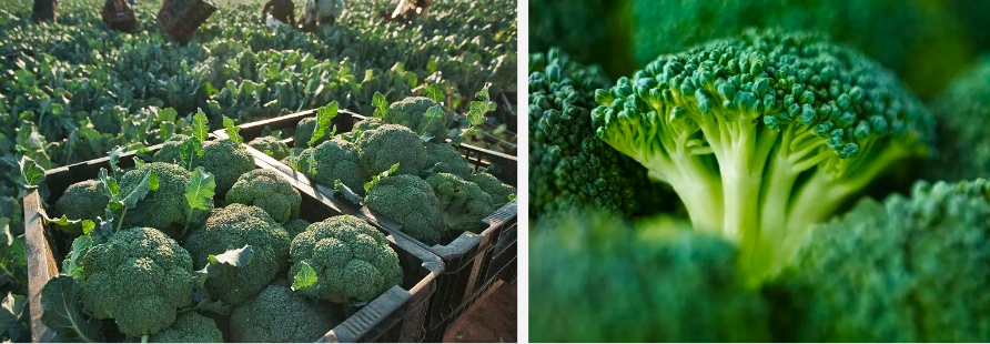 Broccoli powde..jpg